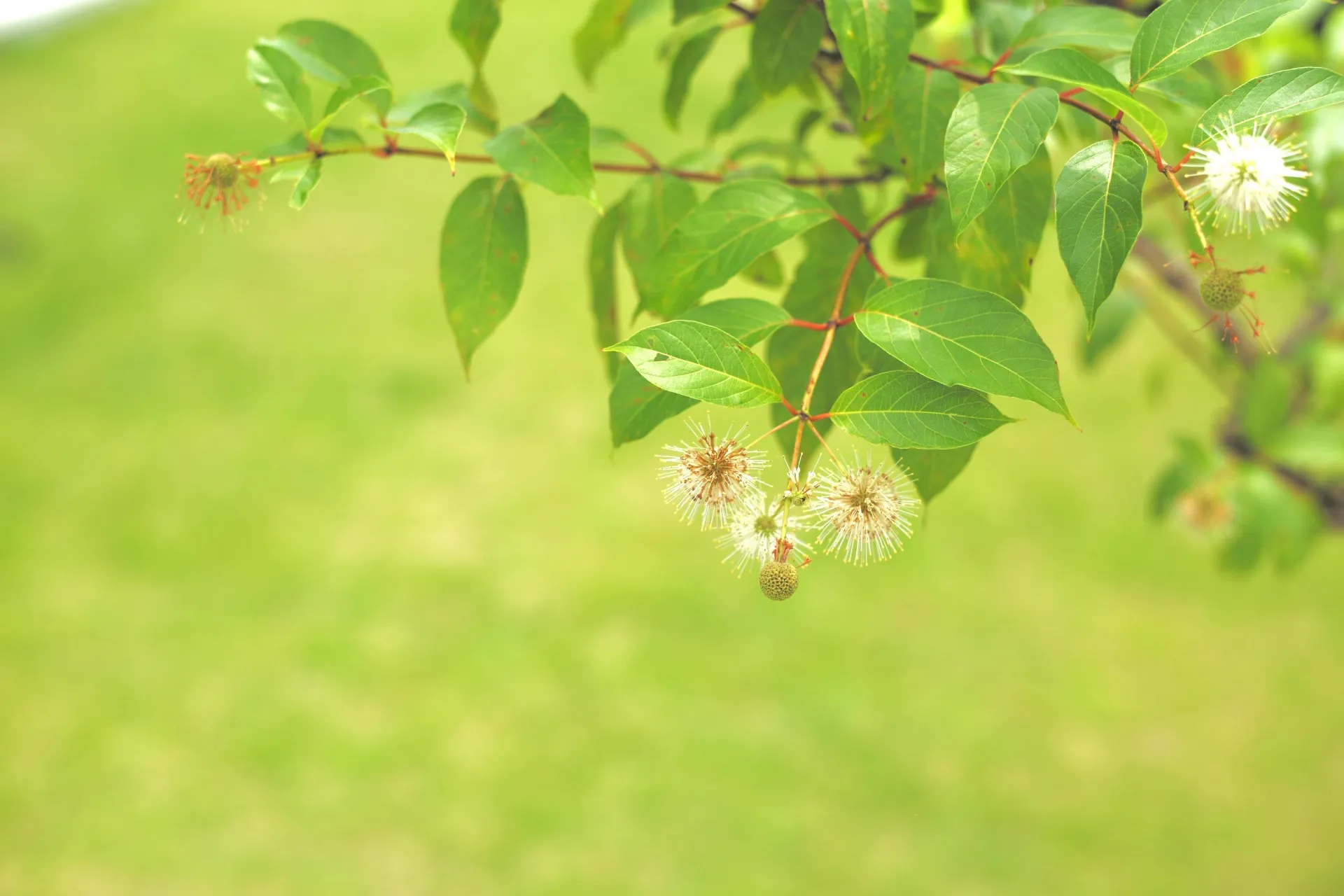 vol.15 東近江市｜芝生のプライベートガーデン | WARMS