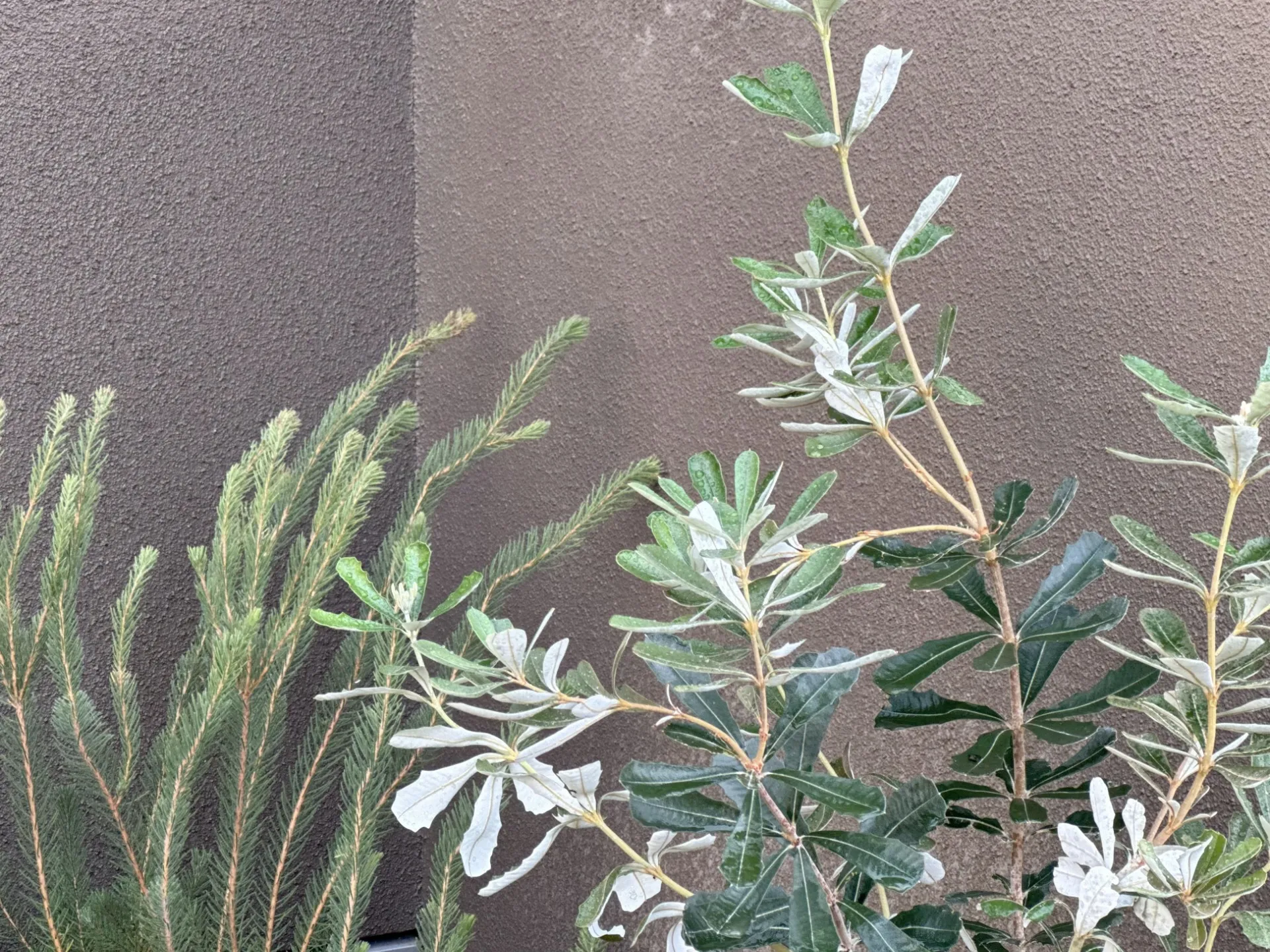 vol.18守山市｜ガーデンデザイン　お庭の花壇のリノベーション| トミケン