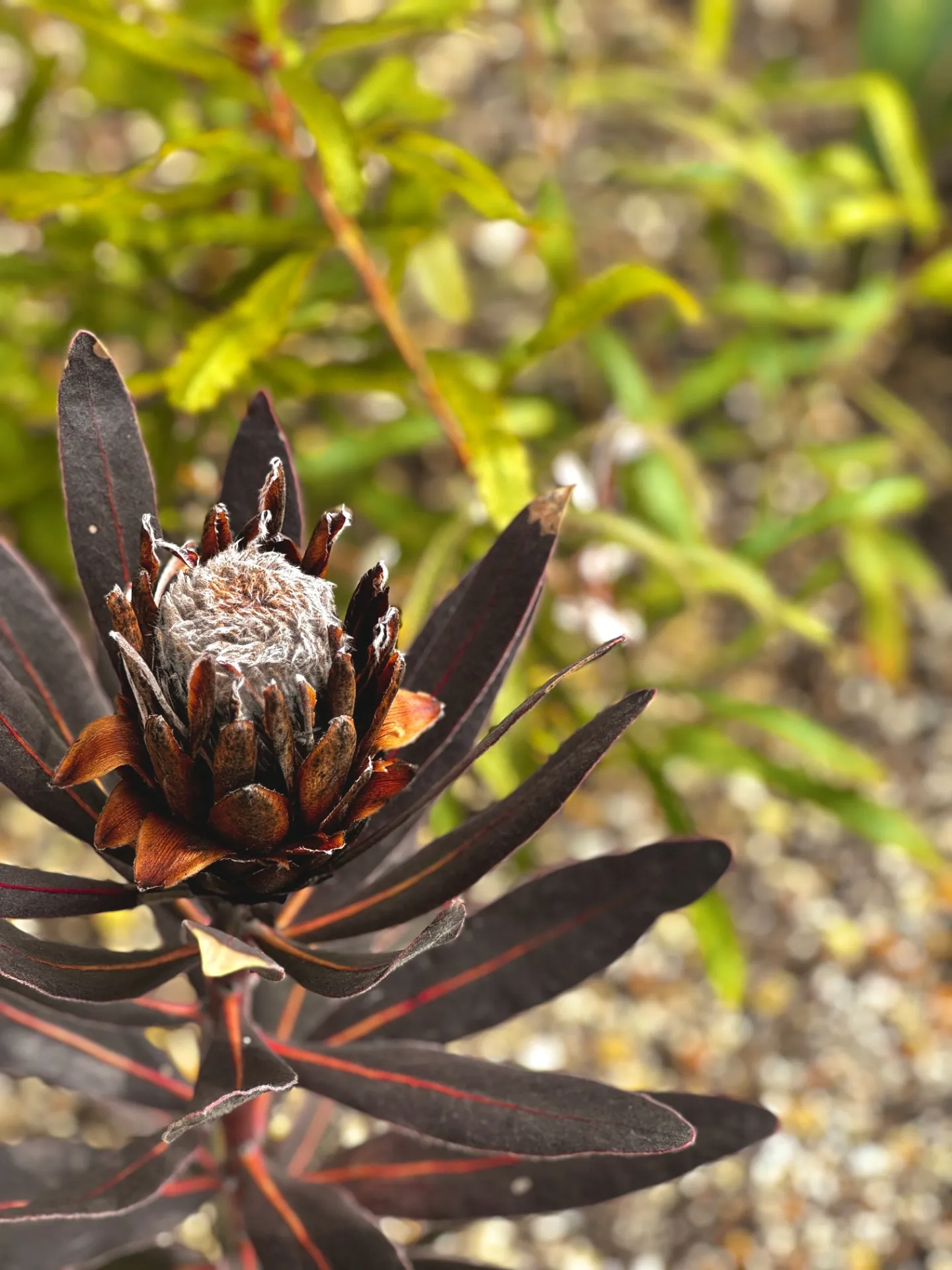 vol.19 東近江市｜ナチュラルヴィンテージのデザイン | 住友林業