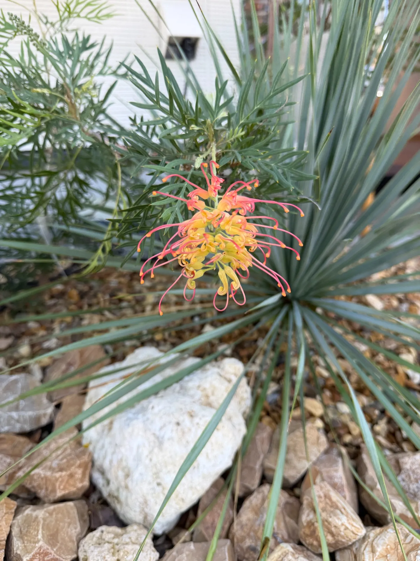 グラビレアの花が咲きました｜和の庭にも生えるオーストラリア植物｜滋賀の外構・庭づくりなら庭一設計企画｜滋賀｜外構｜エクステリア｜ガーデン｜庭一設計企画｜niwaichi