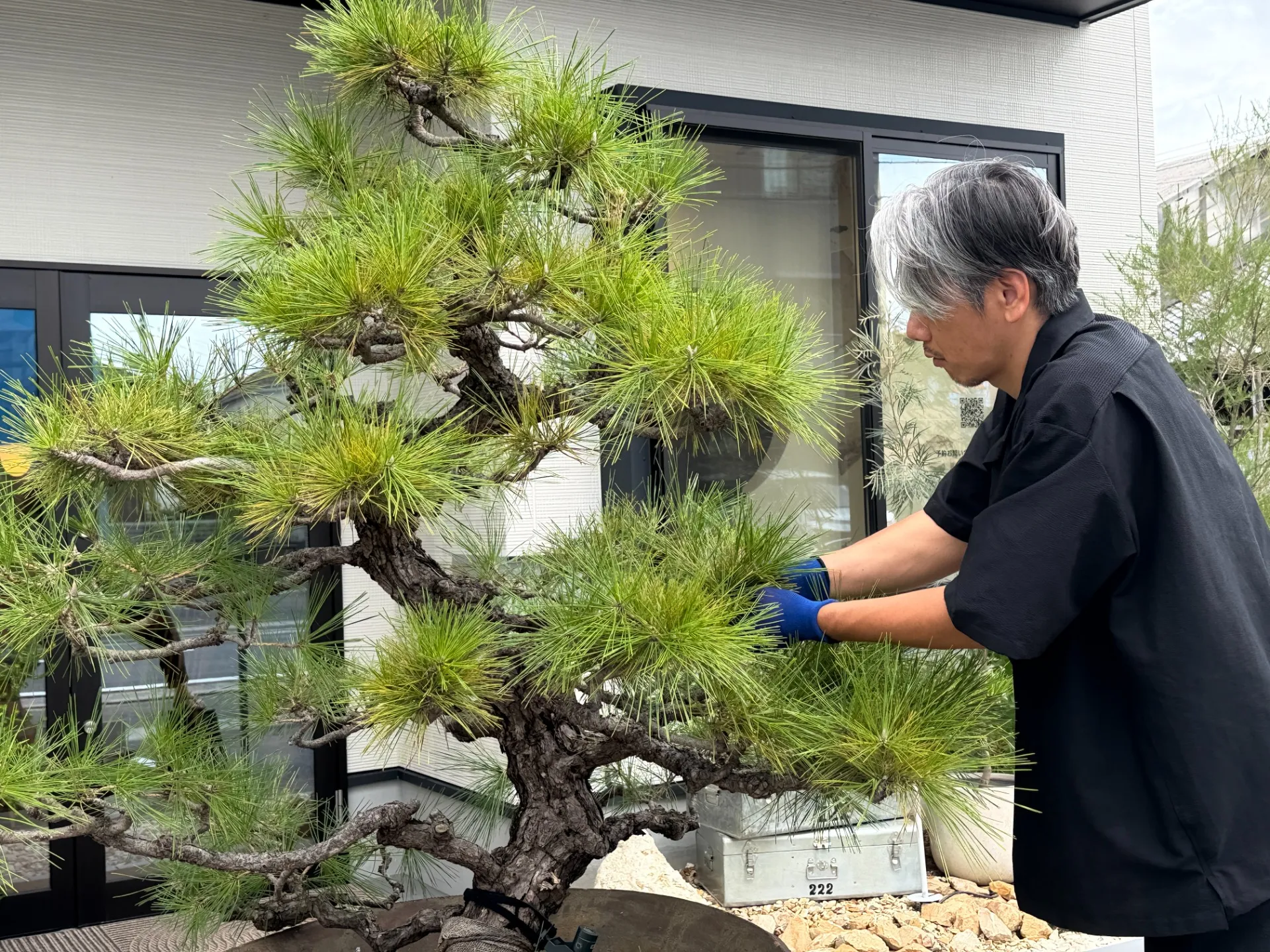 庭一設計企画のシンボル「松」のもみあげ|近江八幡市で大切に育てる庭木｜滋賀の外構・エクステリア｜滋賀の外構・庭づくりなら庭一設計企画｜滋賀｜外構｜エクステリア｜ガーデン｜庭一設計企画｜niwaichi